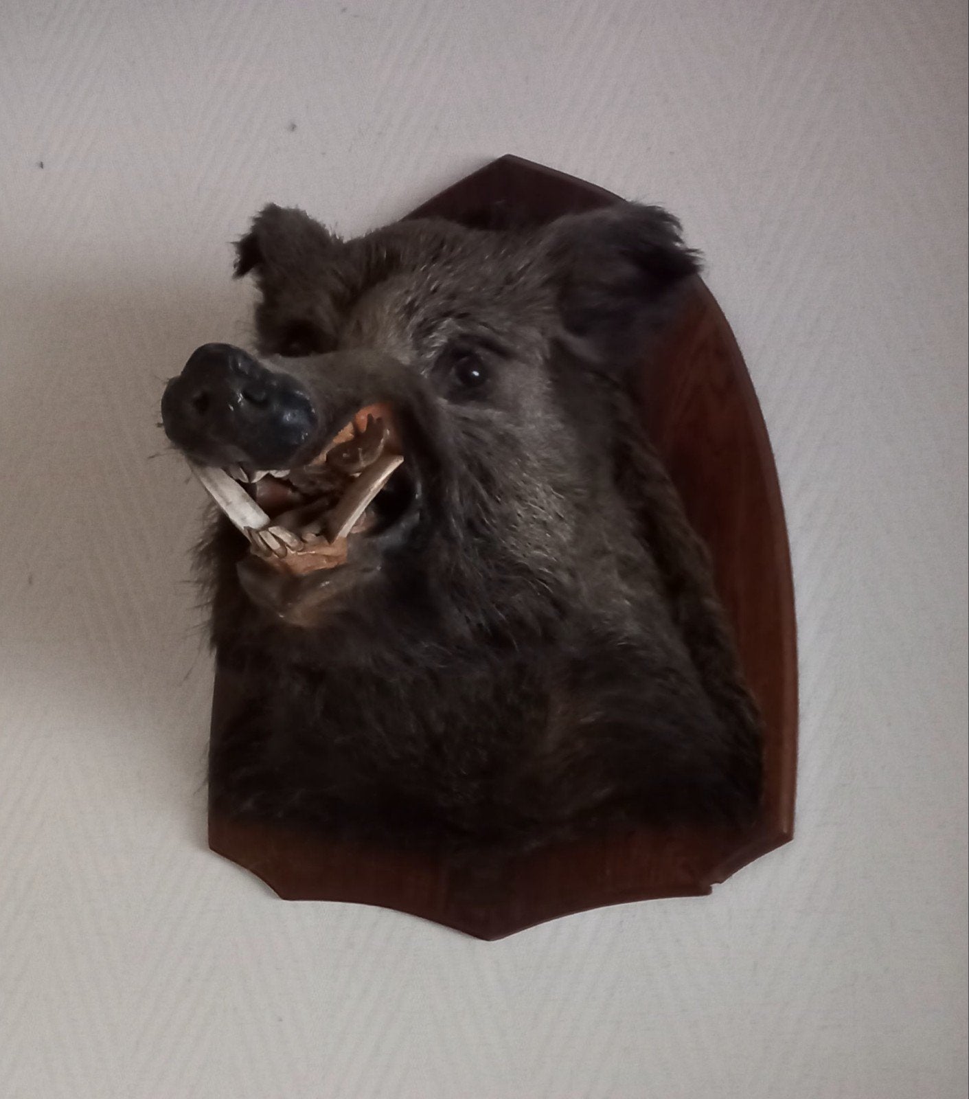 Trophées de chasse et brocante, Antiquités & Art, Enlèvement