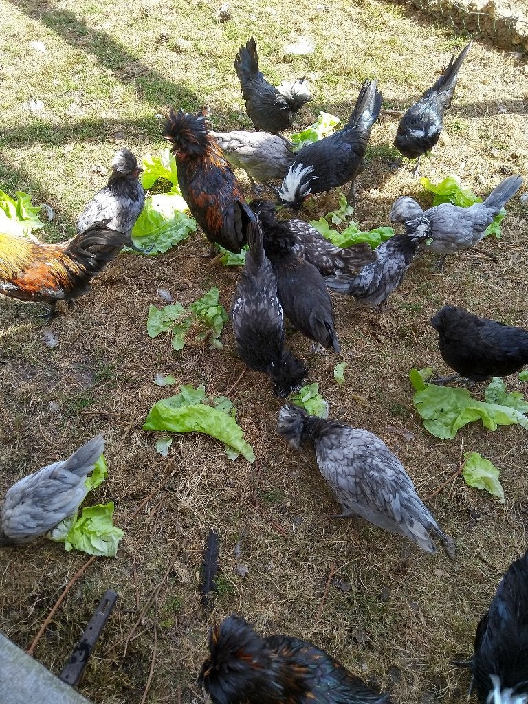 padua kip, Dieren en Toebehoren, April, Meerdere dieren