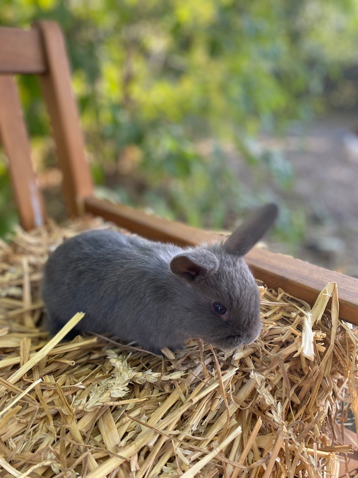 Dwergkonijn - vrouwtje, Dieren en Toebehoren, Vrouwelijk, Dwerg, 0 tot 2 jaar