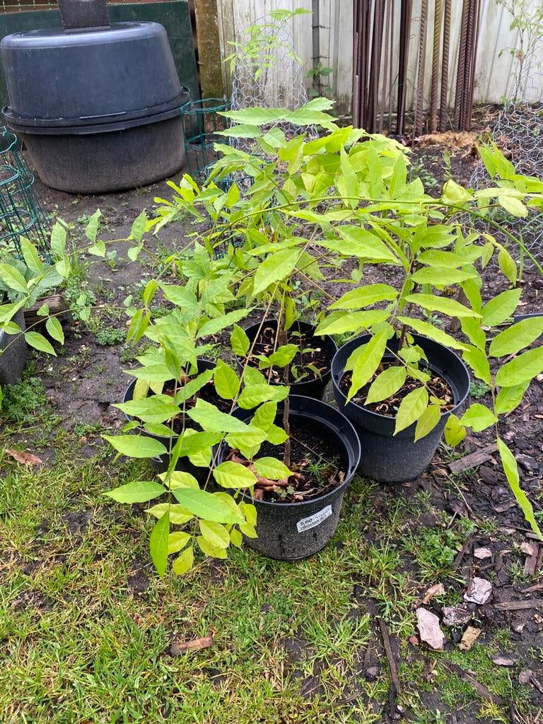 Blauwe regen …en zonnehoed planten (roze), Ophalen