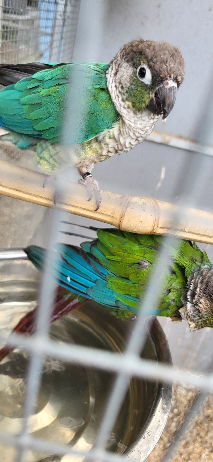 couple semi apprivoisé, Animaux & Accessoires, Femelle