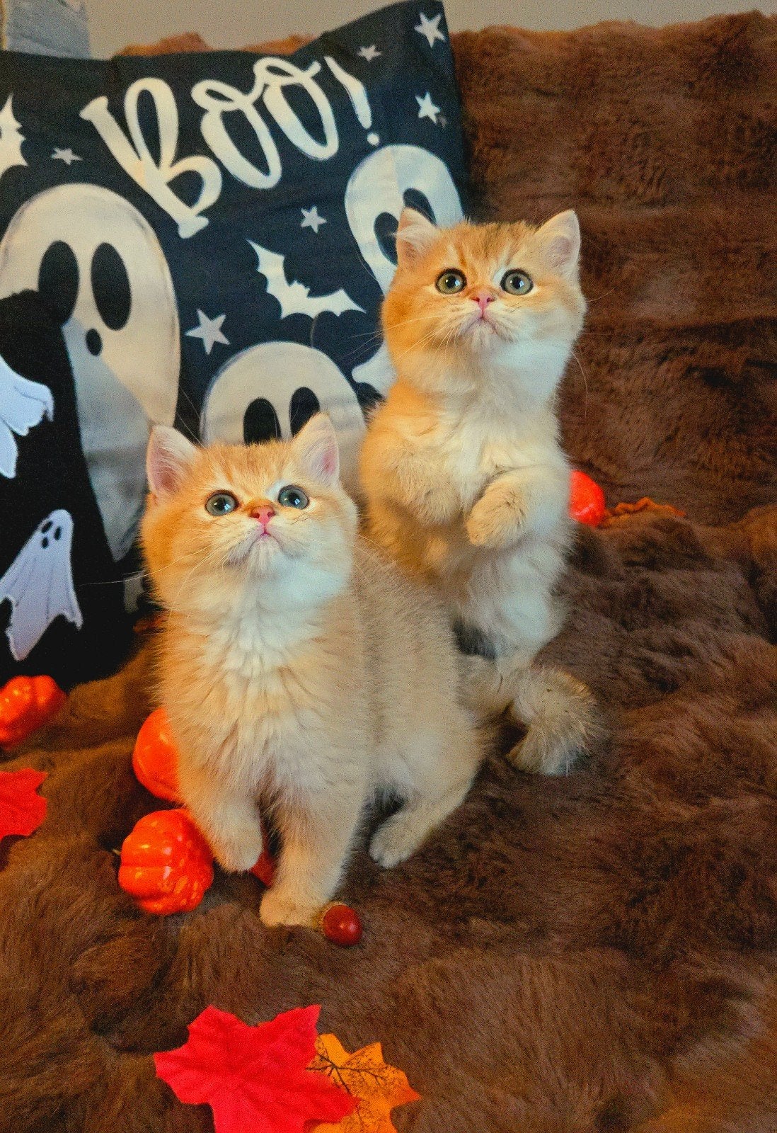 British shorthair Petchat Frontiere HK20233586, Animaux & Accessoires, Plusieurs animaux, Avec pedigree, 0 à 2 ans