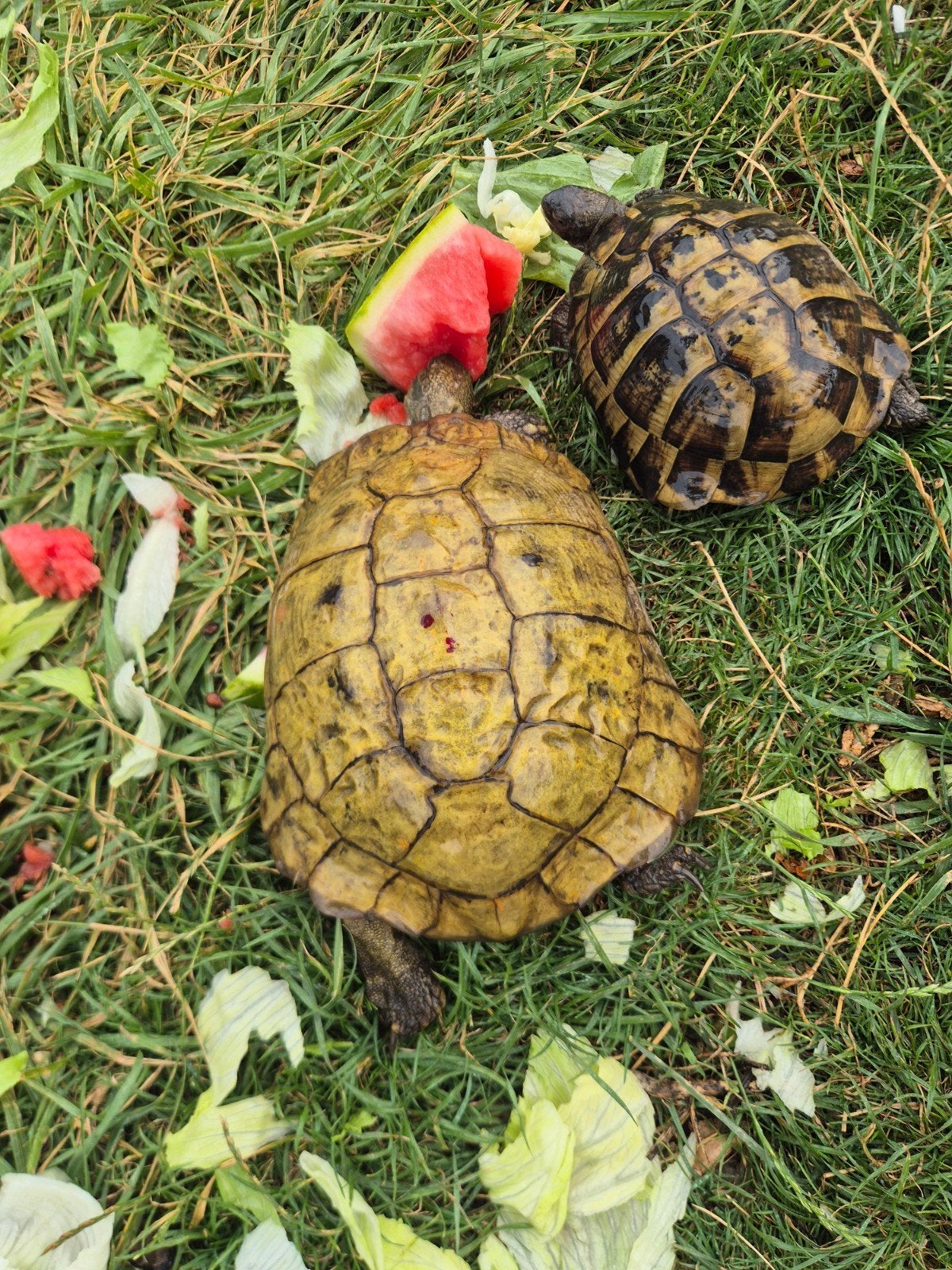 tortue hermann yellow  xxl, Animaux & Accessoires, Tortue
