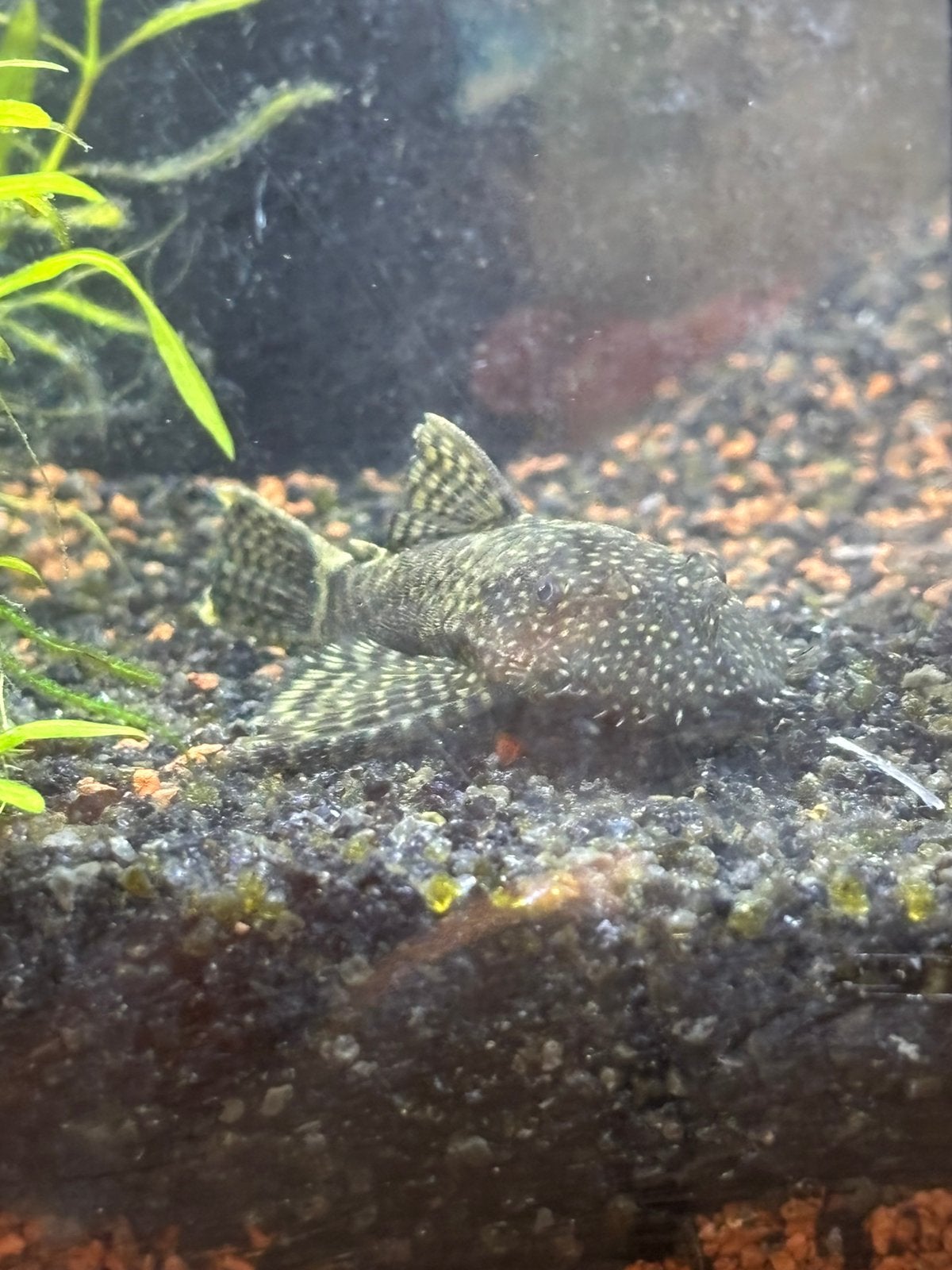Pleco, Poisson, Poisson d'eau douce