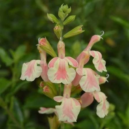Salvia Belle de Loire, Tuin en Terras, Ophalen