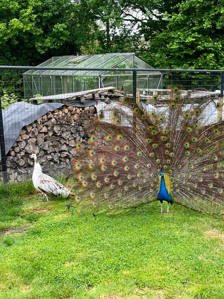 koppel gewiede pauwen, zwartvleugel, Dieren en Toebehoren, Pluimvee