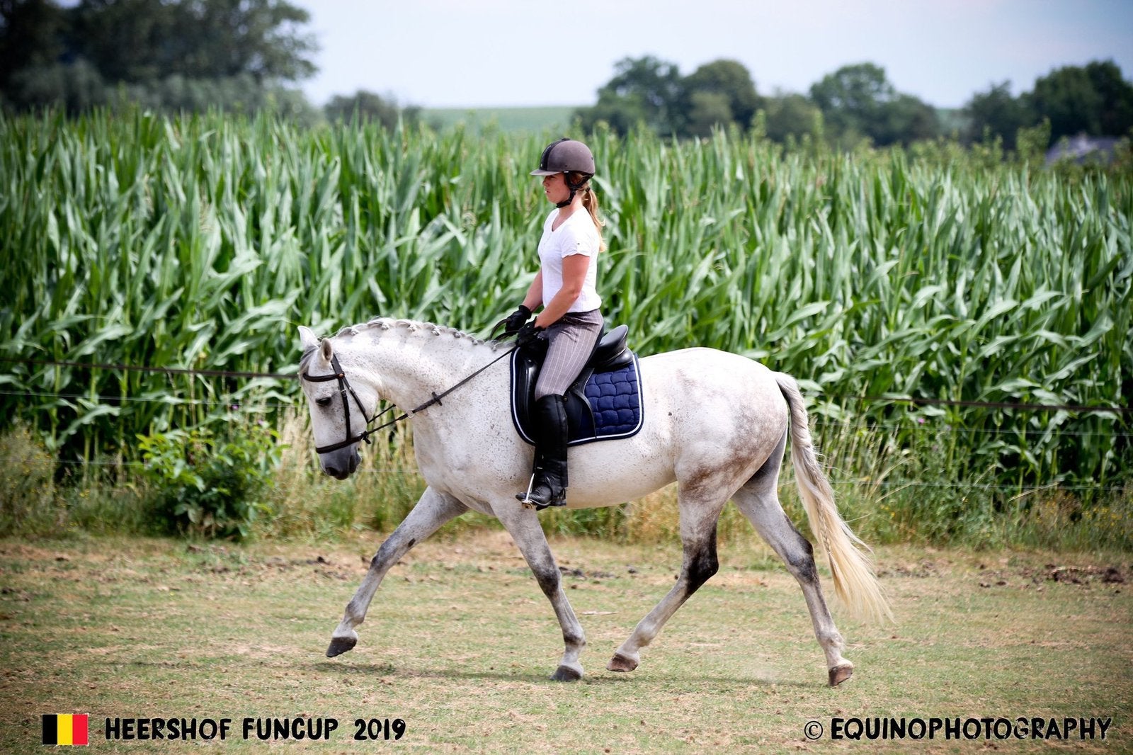 Zeer lieve PRE / Andalusier ruin, Dieren en Toebehoren, Ruin, L, 165 tot 170 cm, 11 jaar of ouder
