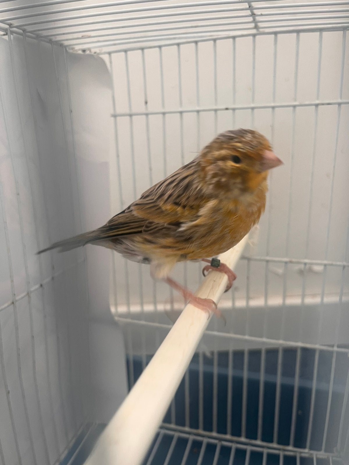 Canari agata 2026 malle, Animaux & Accessoires, Oiseaux | Canaris