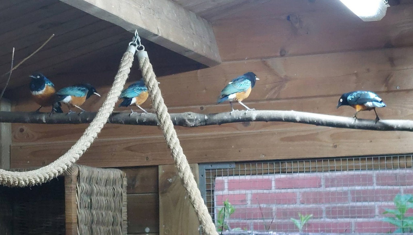 Zie aanbod, Sexe inconnu, Bagué
