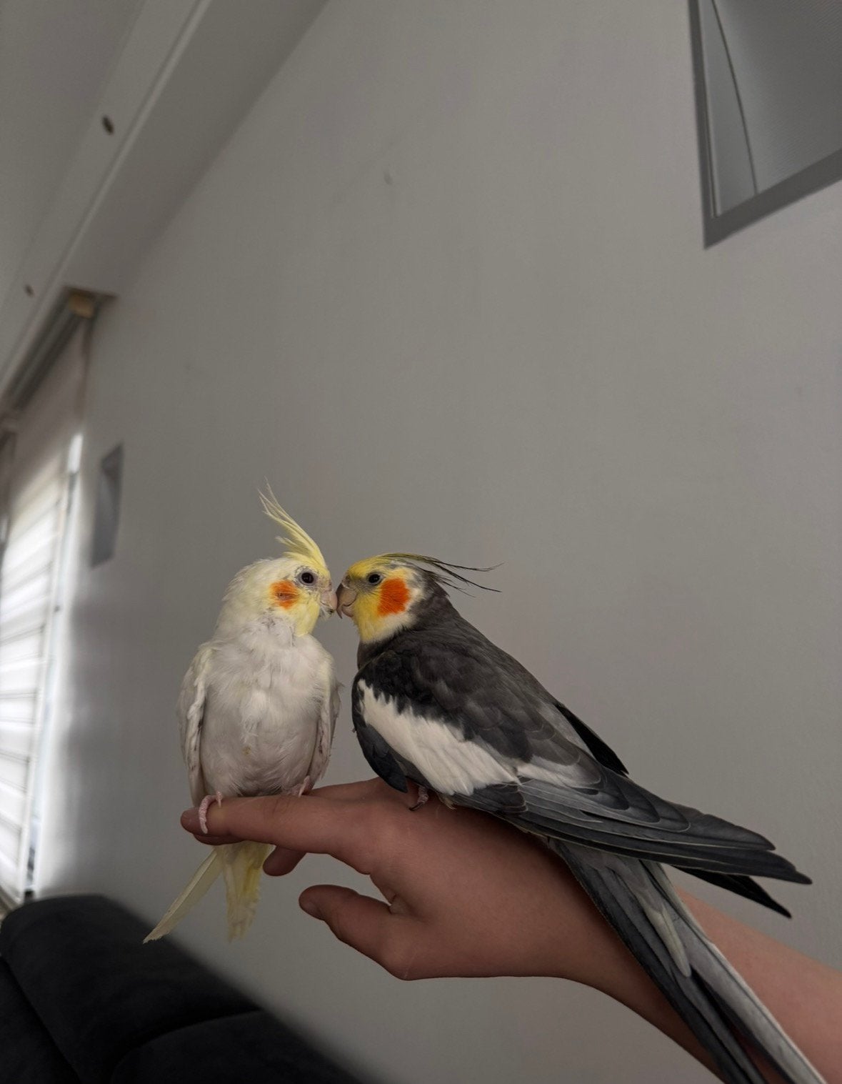 Valkparkieten (jongen/meisje), Animaux & Accessoires, Oiseaux | Perruches & Perroquets, Plusieurs animaux, Perruche, Domestique