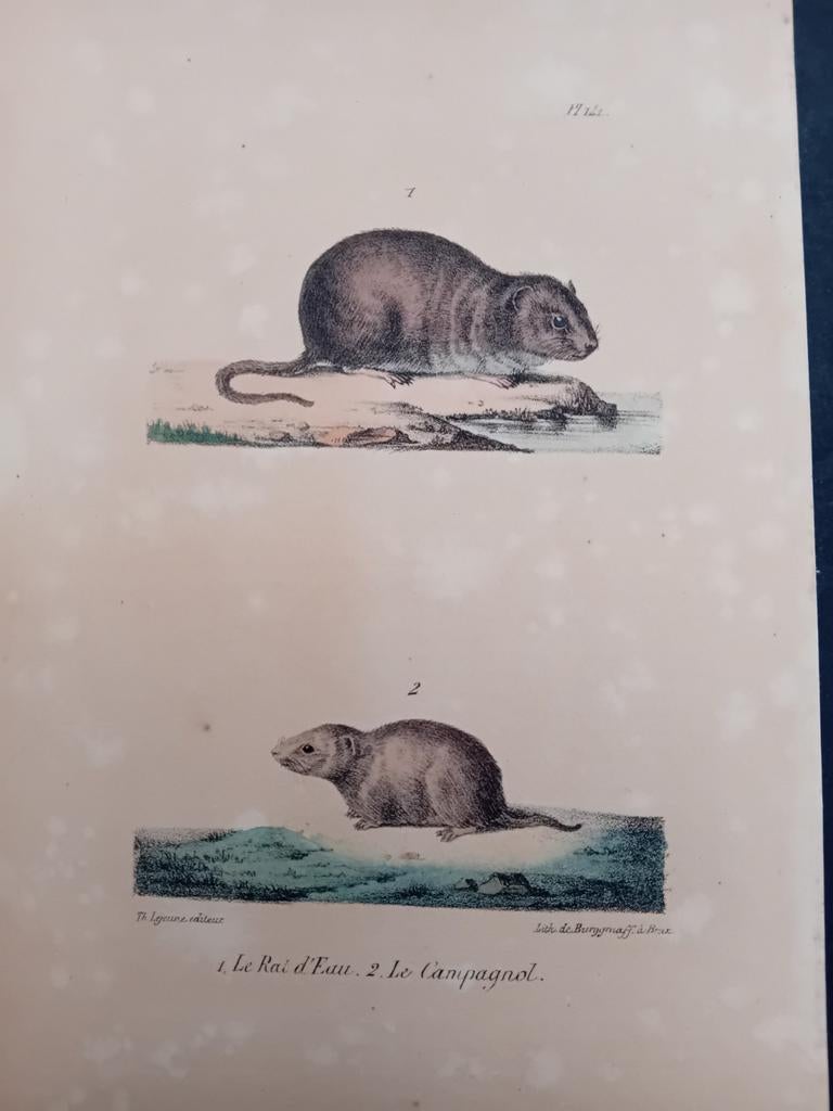Ets Le Rat d'Eau en Le Campagnol lot 146, Ophalen of Verzenden