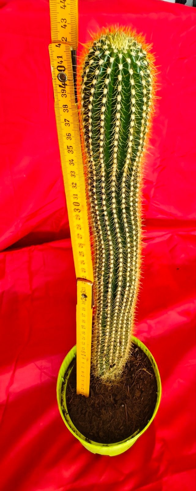 Cactus Trichocereus spachianus 42 cm, Ophalen of Verzenden, Cactus, Minder dan 100 cm, Volle zon
