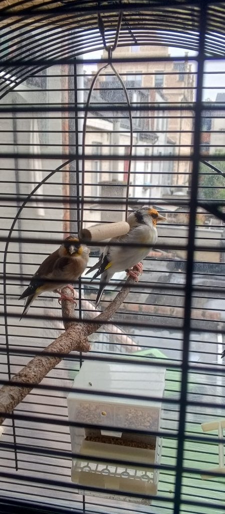 Distelvink koppel te koop, Plusieurs animaux, Bagué