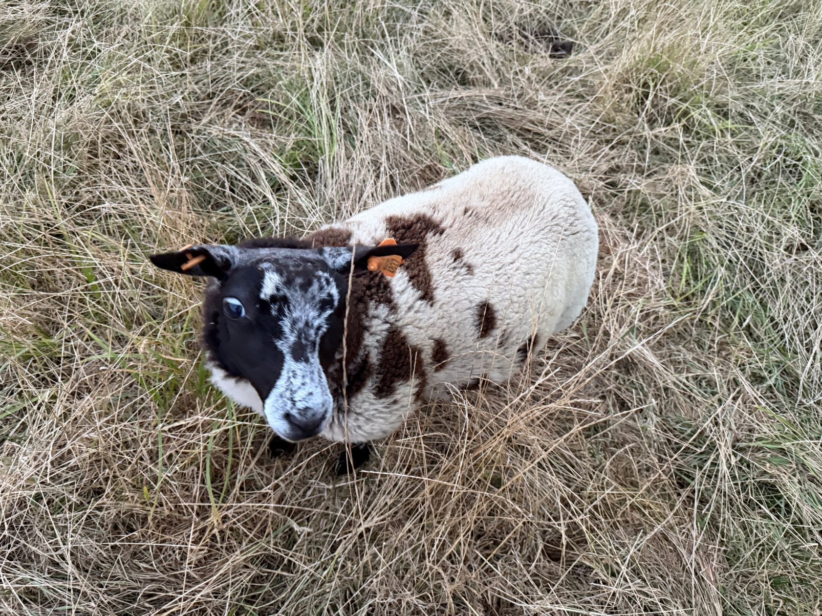 Baggerbonte ram, Dieren en Toebehoren