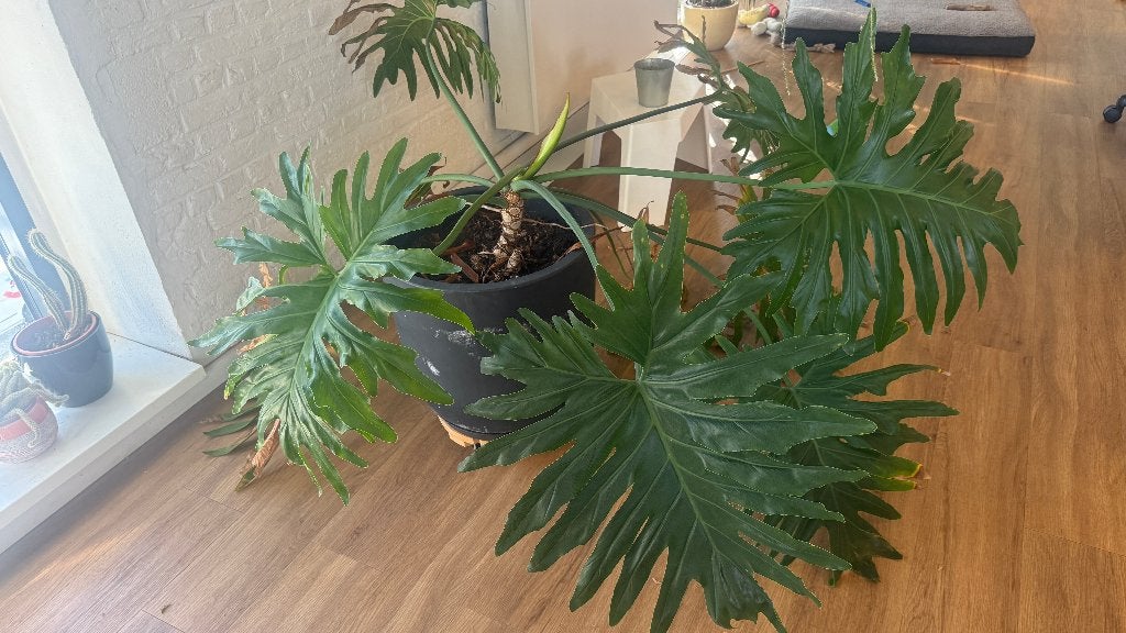 Gigantische Philodendron Selloum kamerplant incl. sierpot, Enlèvement, Autres espèces, En pot