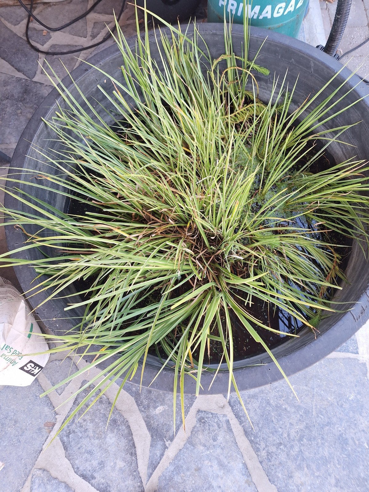 vijverplant, Jardin & Terrasse, Plantes | Jardin, Enlèvement
