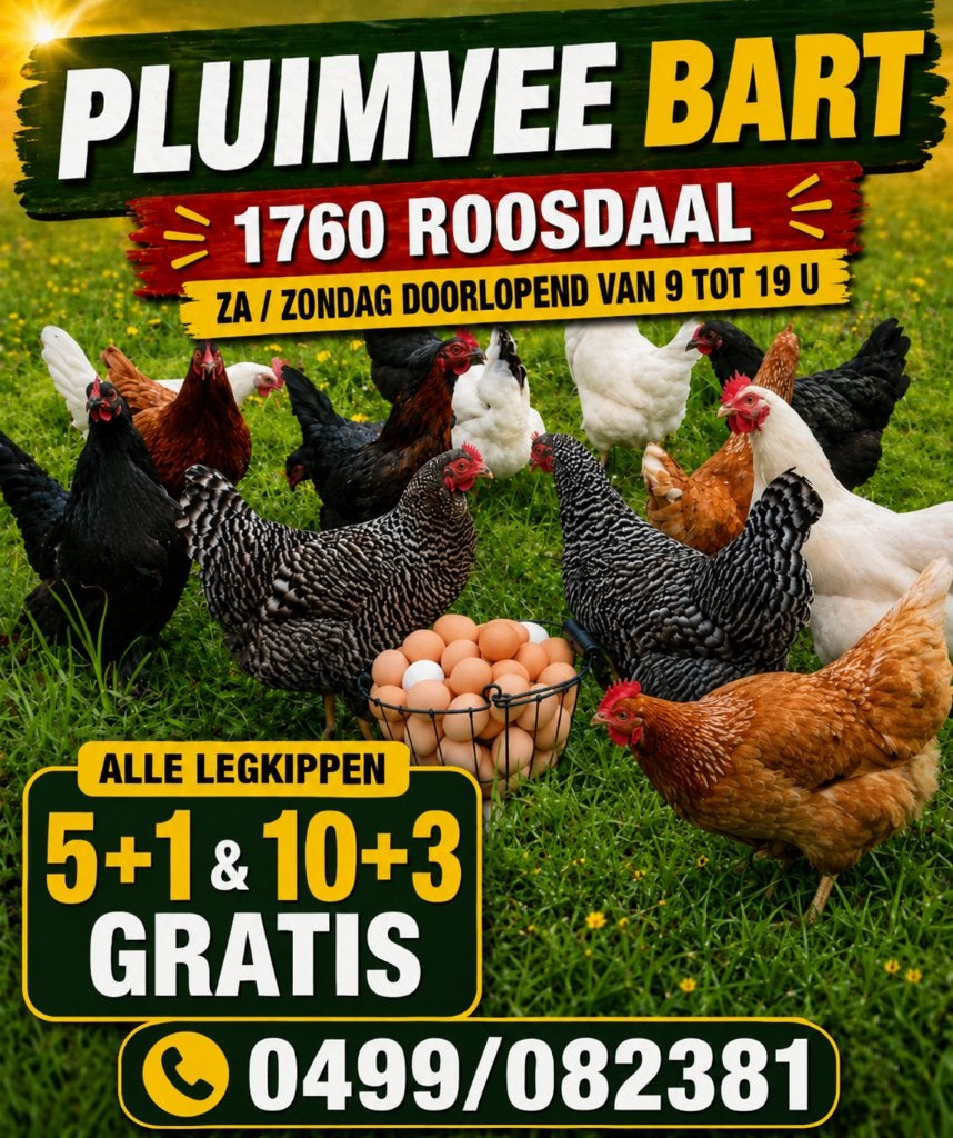 jonge legkippen meteen eitjes actie 5+1 & 10+3 gratis, Vrouwelijk, Kip