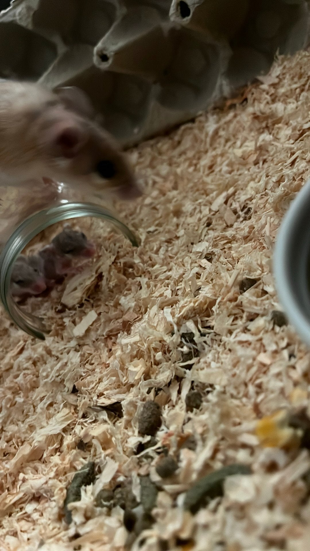 Afrikaanse stekelmuisjes te koop, Muis, Juli, Meerdere dieren, Tam