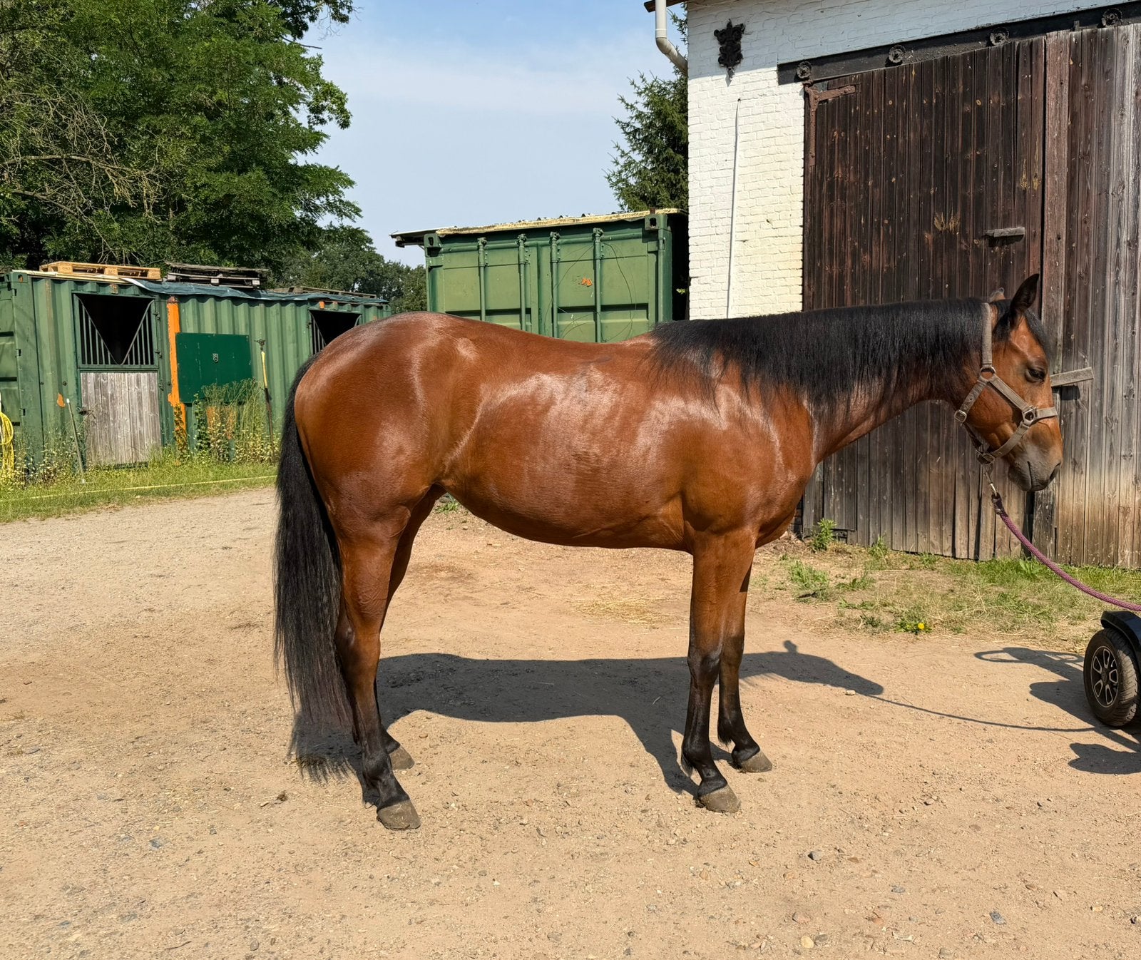 Quarter horse merrie 2024, Merrie