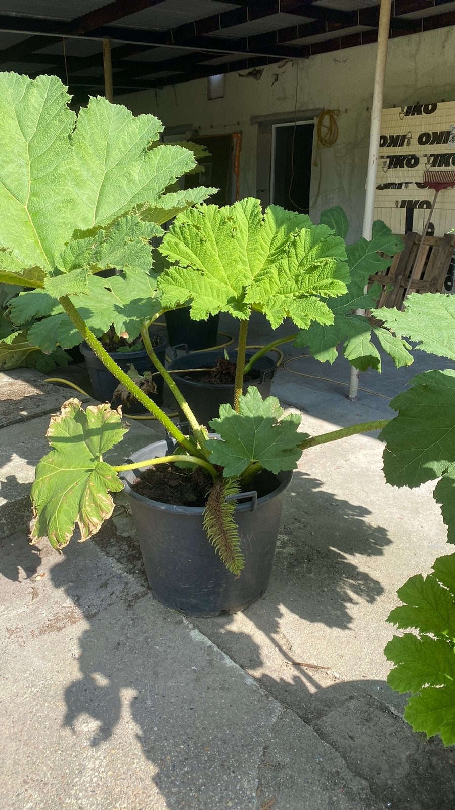 gunnera manicata, Tuin en Terras, Planten | Bomen, Ophalen