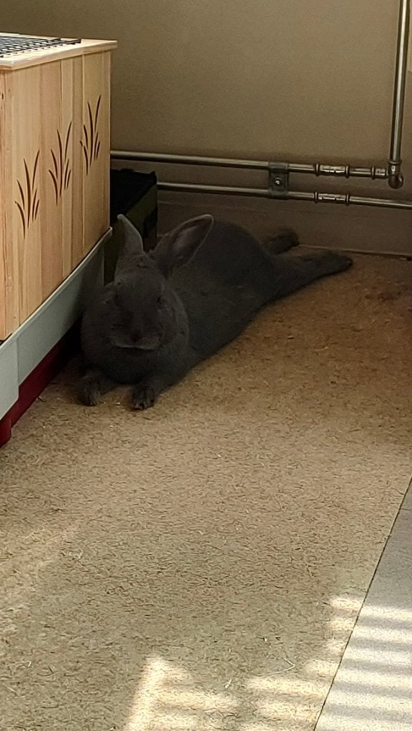 Lapin sucré gratuit (bélier de 9 mois), Animaux & Accessoires, Mâle, Taille moyenne, 0 à 2 ans