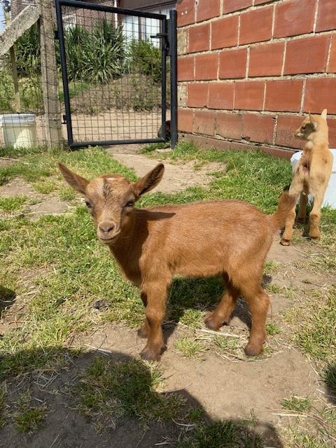 Mooie dwerggeit bokjes, Dieren en Toebehoren, Mannelijk, Geit, 0 tot 2 jaar