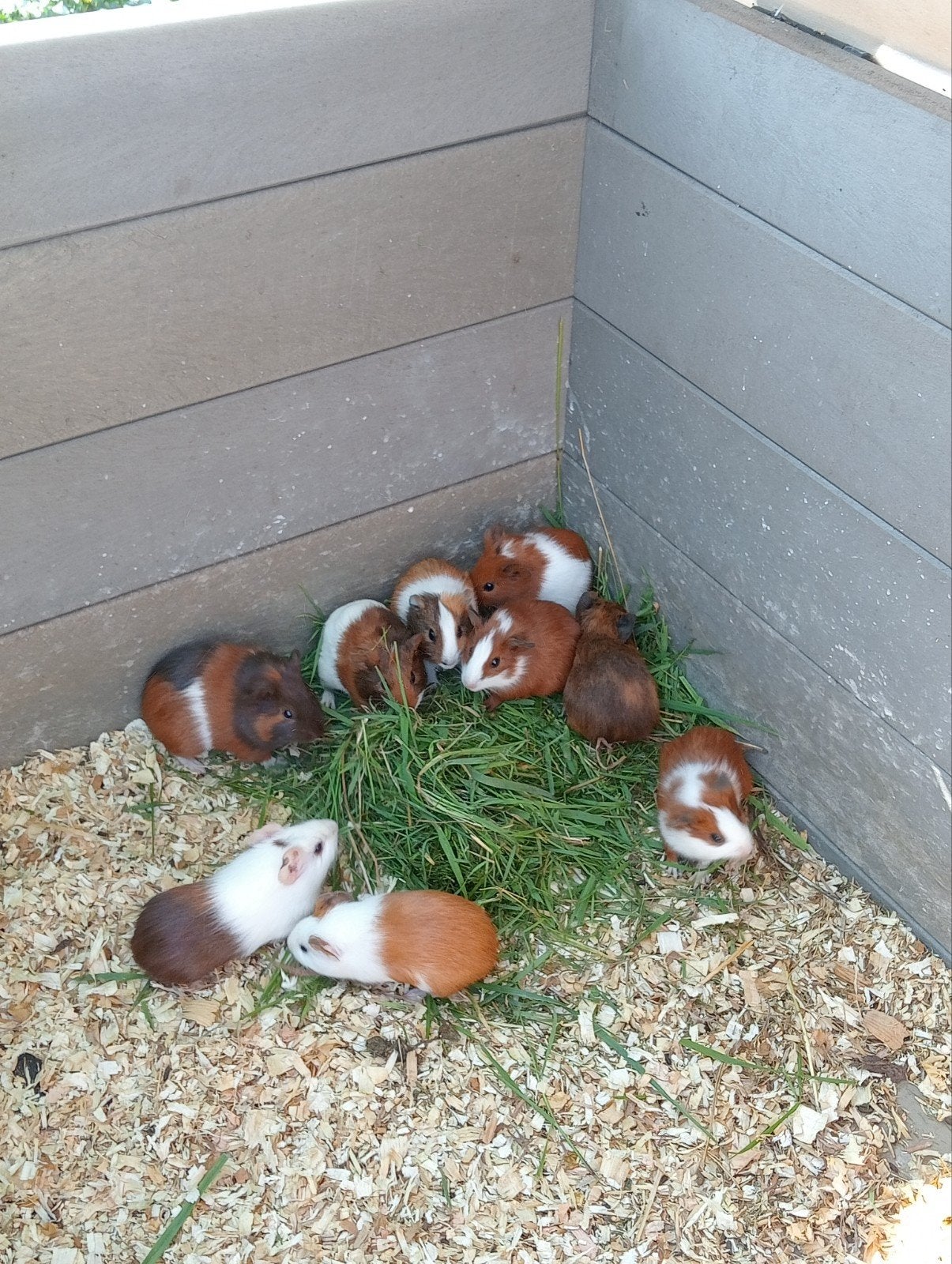 Jonge cavia zeugjes en beertjes, Animaux & Accessoires, Rongeurs, Juin, Domestique, Plusieurs animaux, Cobaye