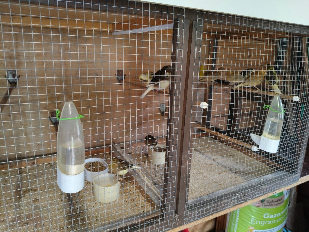 Kanaries, Dieren en Toebehoren, Vogels | Kanaries, Meerdere dieren, Kleurkanarie