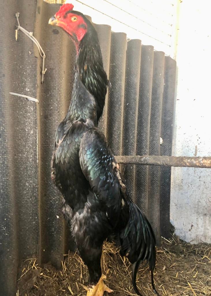 Coq Shamo, Animaux & Accessoires, Poule ou poulet