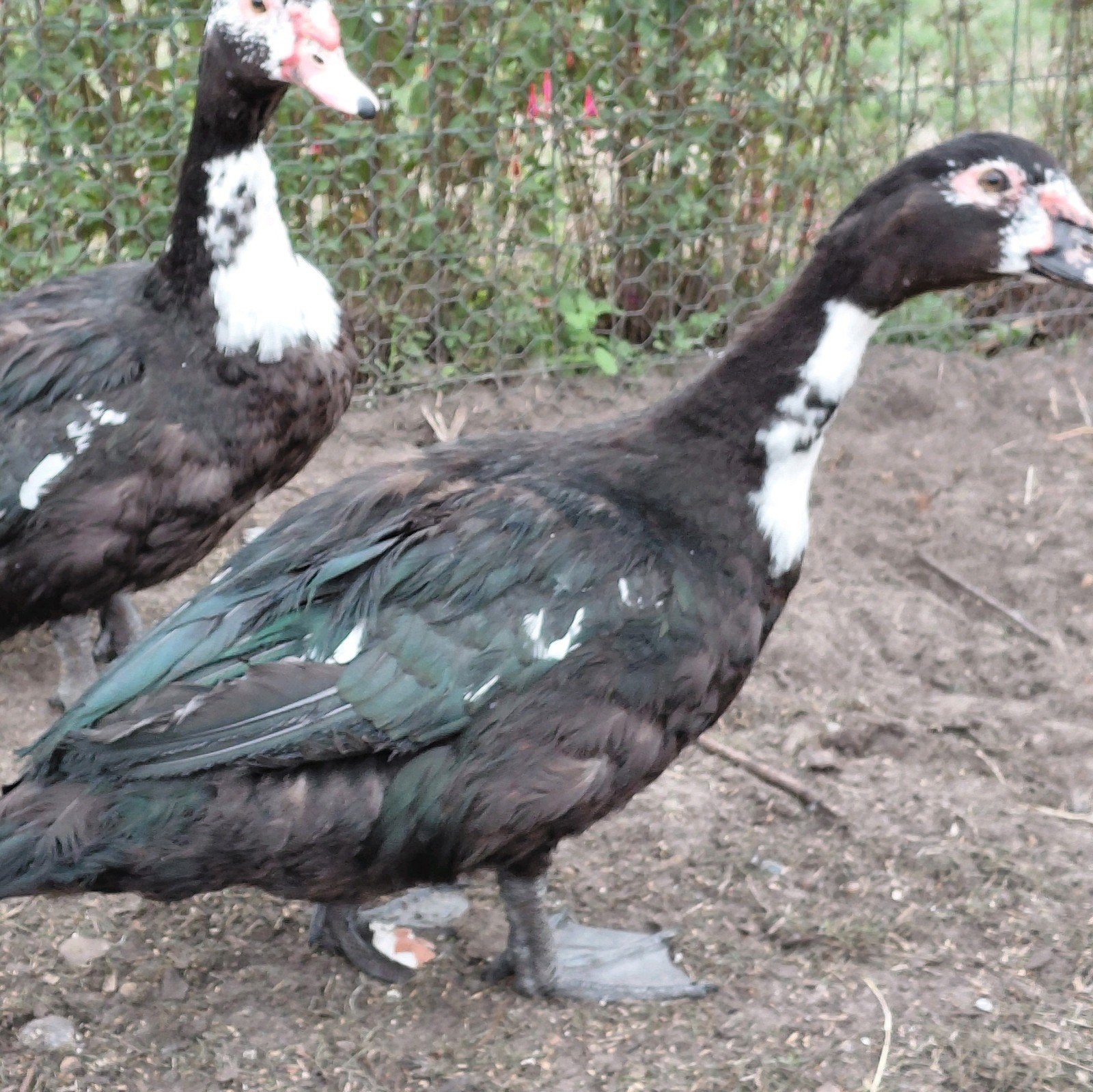 barbarie eenden, Dieren en Toebehoren