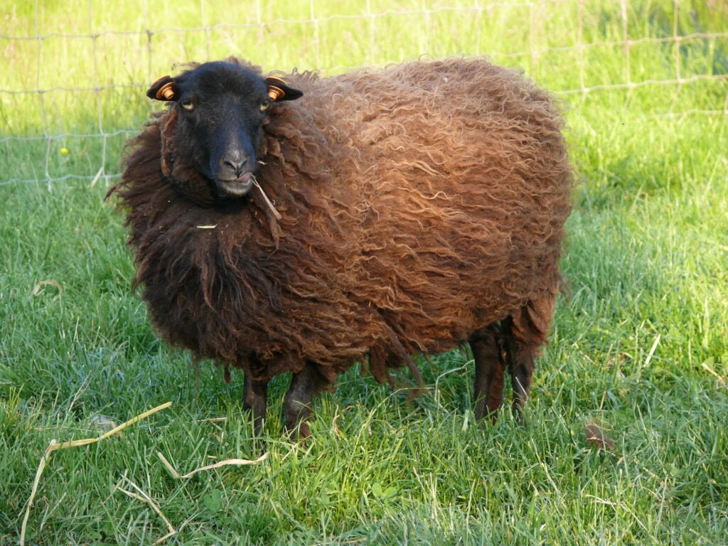 Drie mooie mini schapjes te koop miekens, Animaux & Accessoires, Femelle, Mouton, 3 à 5 ans