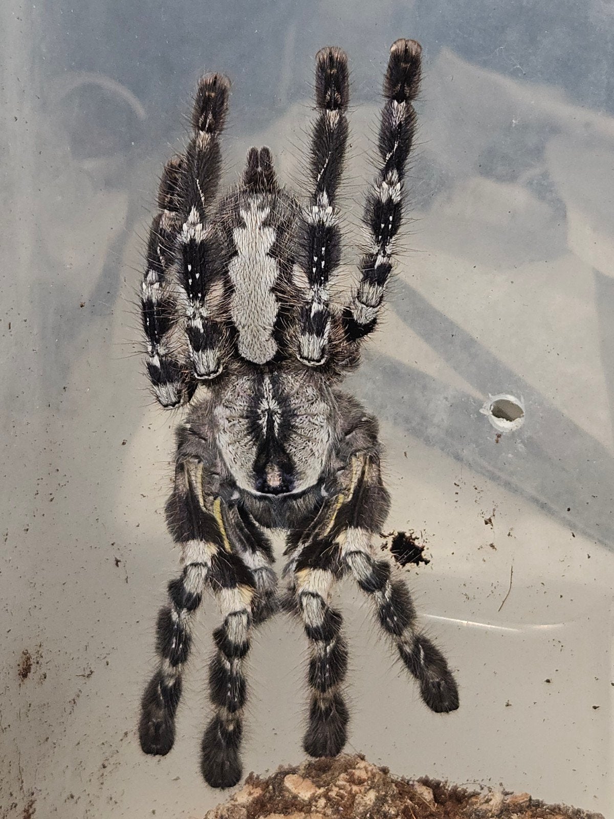 Poecilotheria regalis vrouwtje ongeveer 5,5 cm lichamlengte, Dieren en Toebehoren