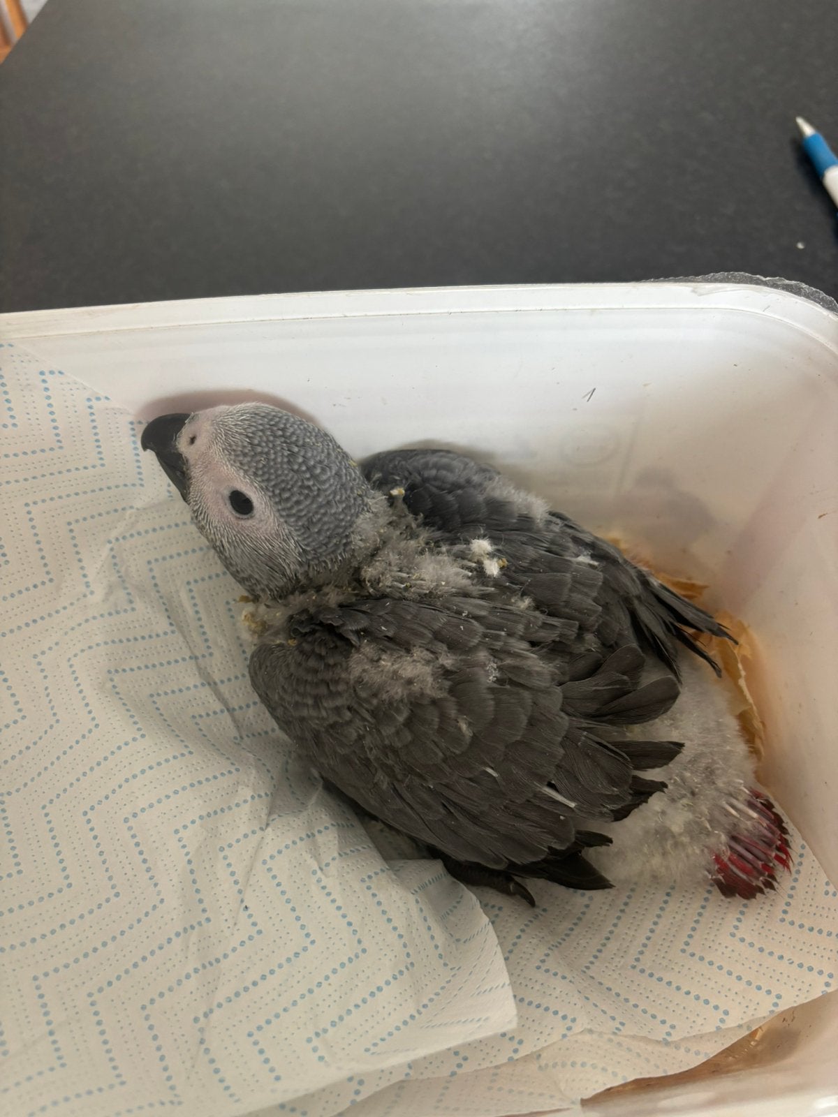 Jonge grijze roodstraaten tekoop, Sexe inconnu, Perroquet, Domestique