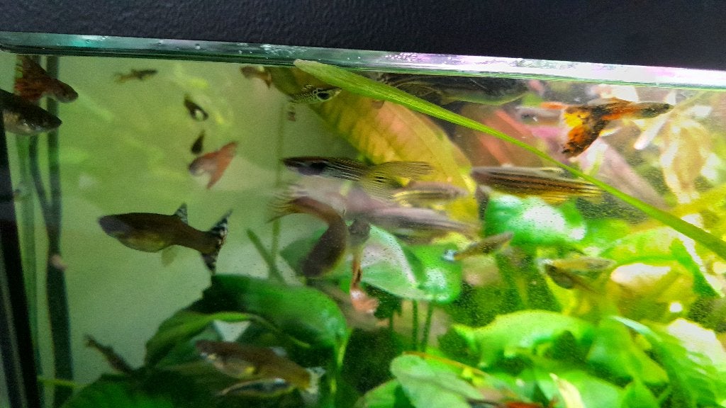 Guppies te koop, Dieren en Toebehoren, Vis, Zoetwatervis, Schoolvis