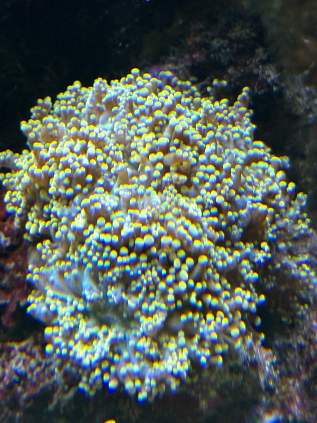 Euphyllia paradivisa yellow, Dieren en Toebehoren, Overige typen, Zoutwatervis