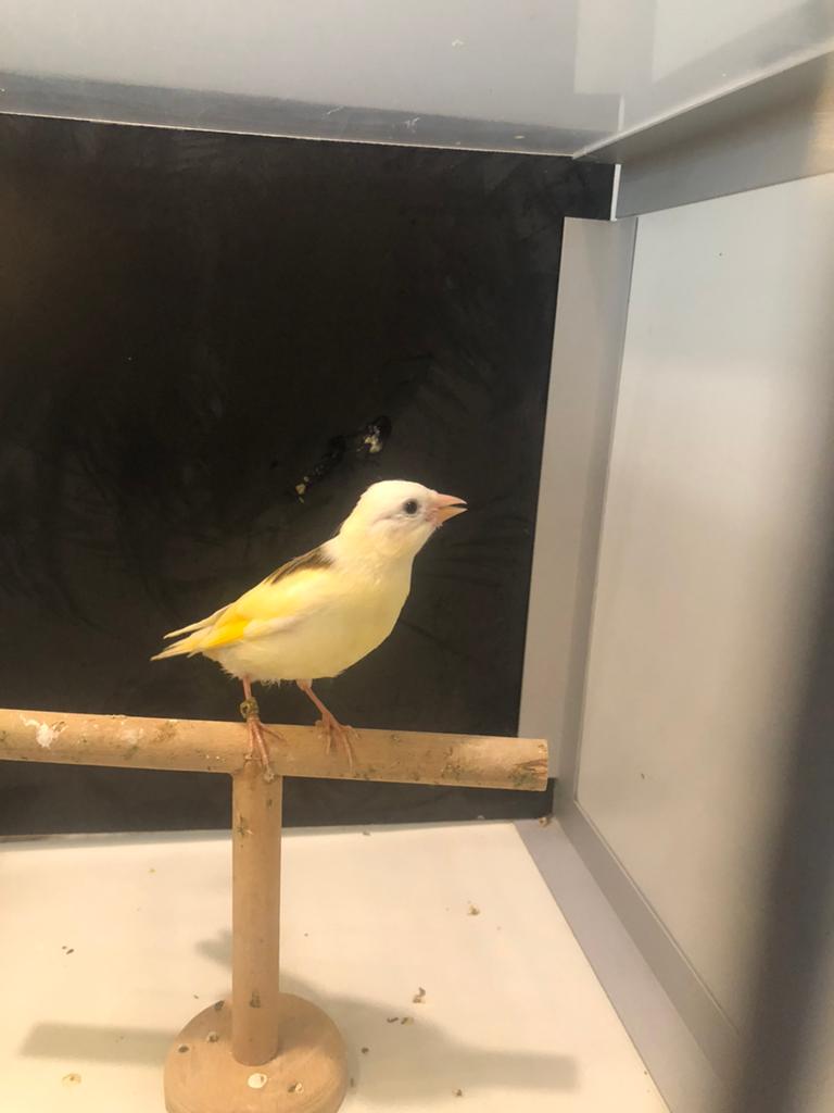Bebe metiss chardonnerets phénomène