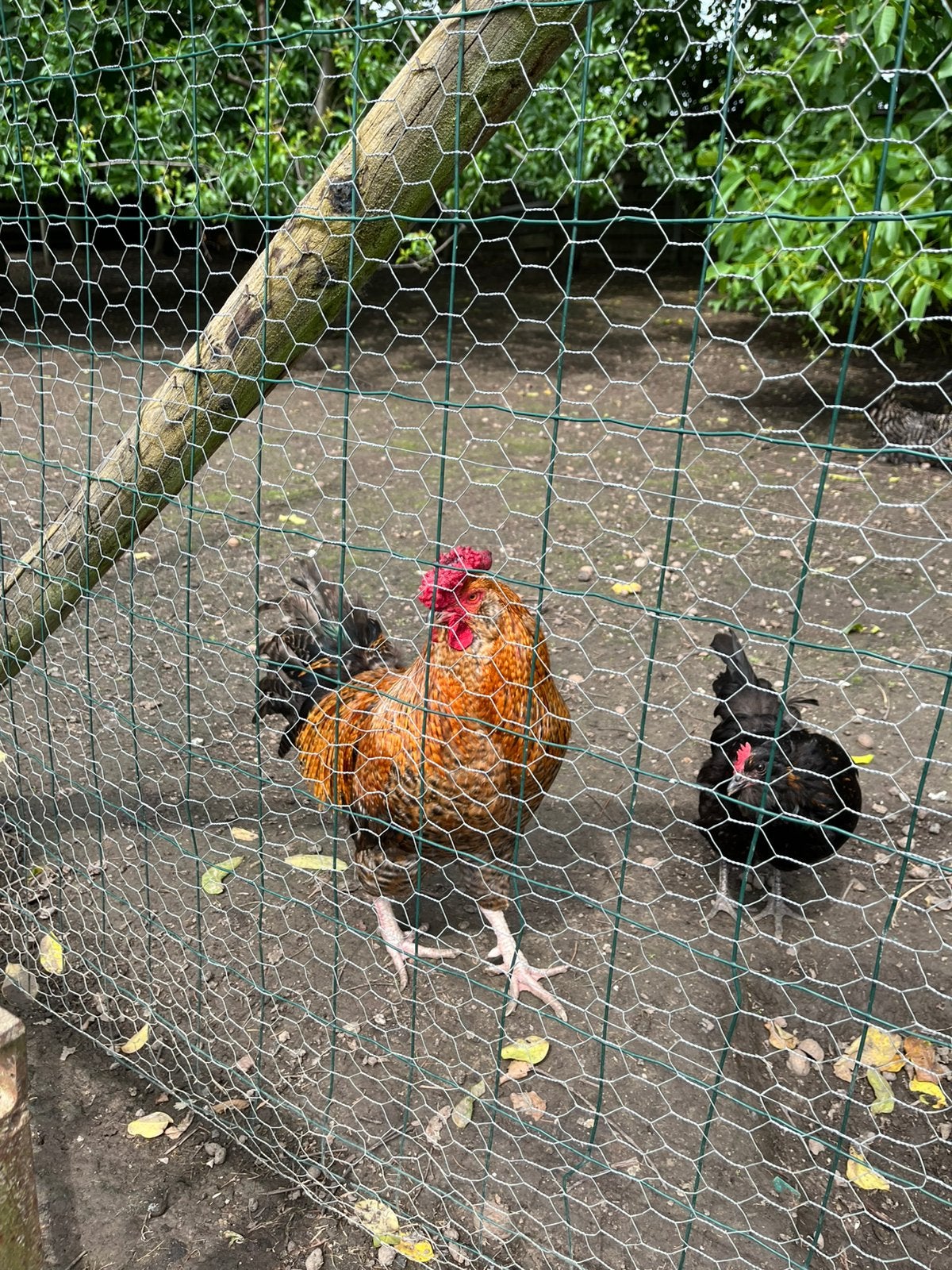 Zanghaan, Dieren en Toebehoren, Pluimvee