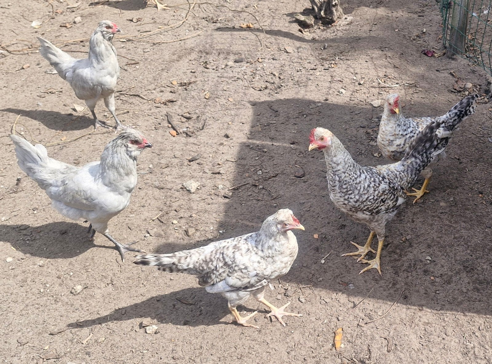 creme legbar en britse araucana haantjes, Dieren en Toebehoren, Pluimvee
