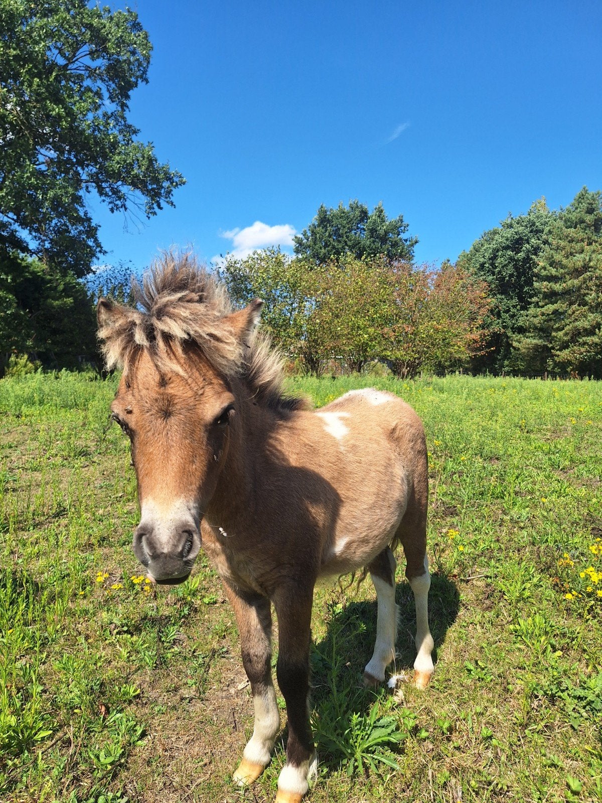 Shetland pony merrie veulen geb:14/04/2026, Dieren en Toebehoren, Merrie