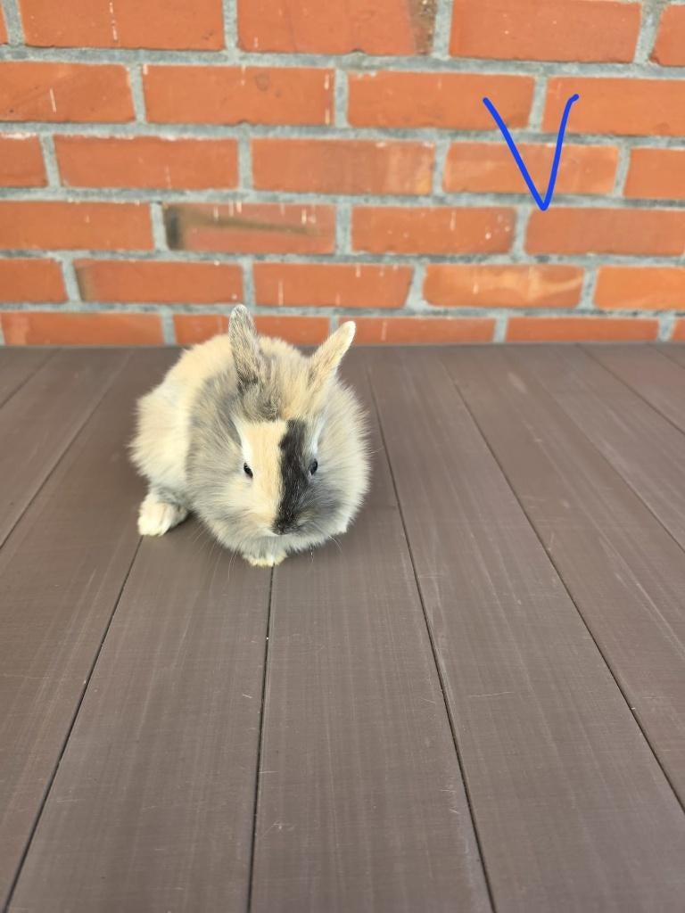 Konijntjes te koop, Dieren en Toebehoren, Konijnen, Meerdere dieren, Dwerg, 0 tot 2 jaar
