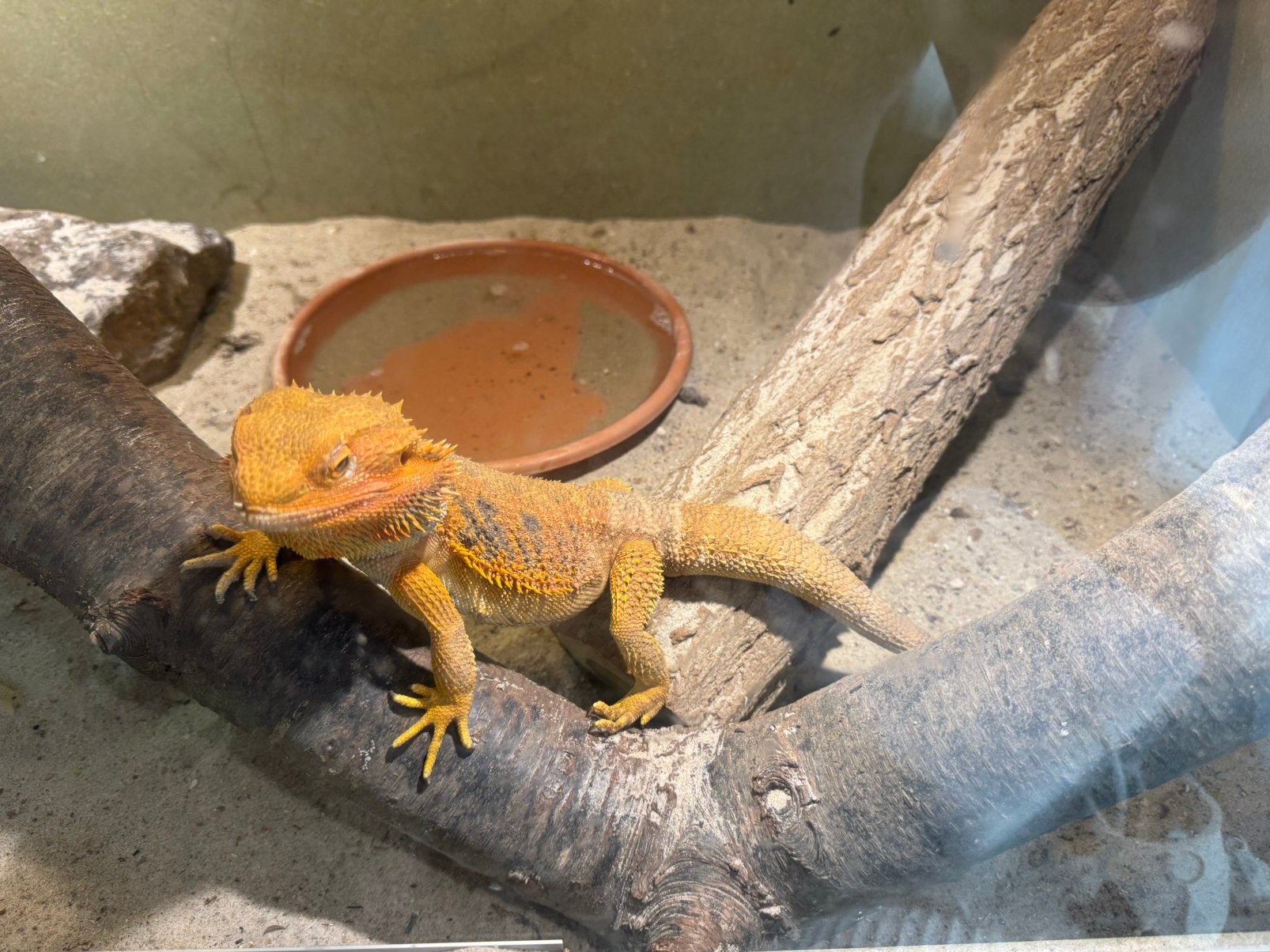 Terarium met bardagaams, Dieren en Toebehoren