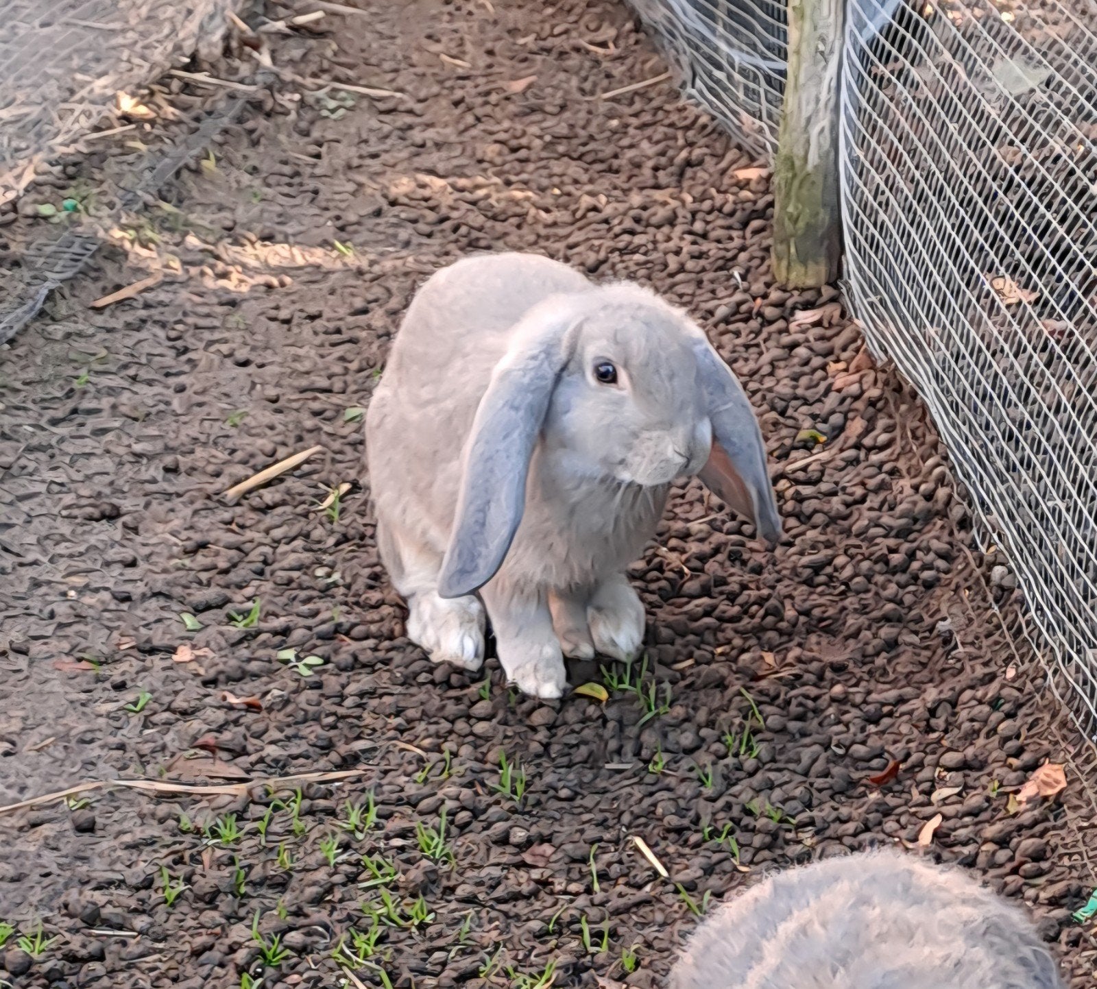 engels hangoordwerg ram, Dieren en Toebehoren, Mannelijk, Klein, 0 tot 2 jaar