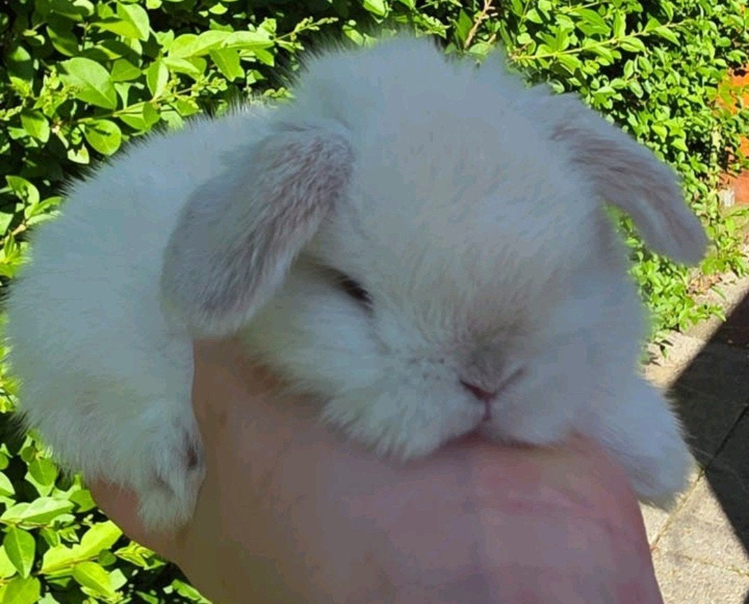 Minilop, Femelle, Nain, Oreilles tombantes, 0 à 2 ans