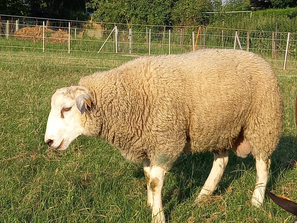 Beaux béliers, agneaux, moutons, agneaux, Plusieurs animaux, Mouton, 0 à 2 ans