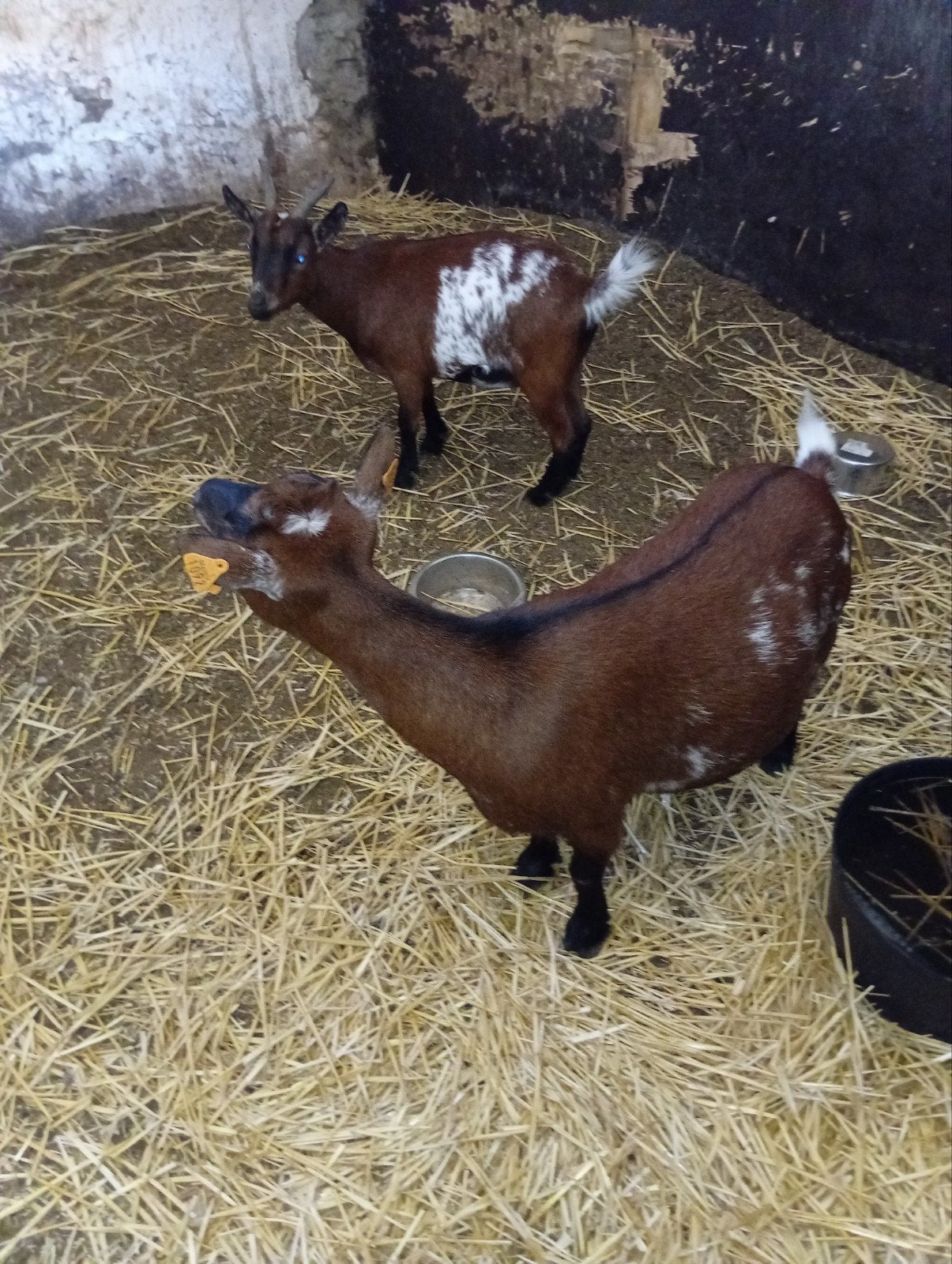 dwerggeitjes moeder en dochter, Dieren en Toebehoren