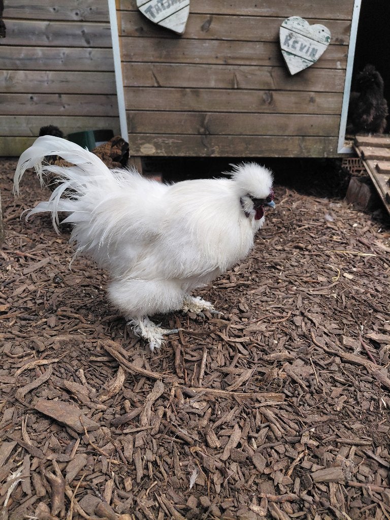 Witte zijdehoender haan, Mâle, Poule ou poulet