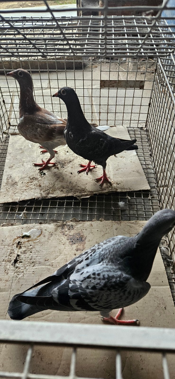 3 jonge postduiven en 2 volwassen duivinnen voor 40 samen, Dieren en Toebehoren, Vogels | Duiven