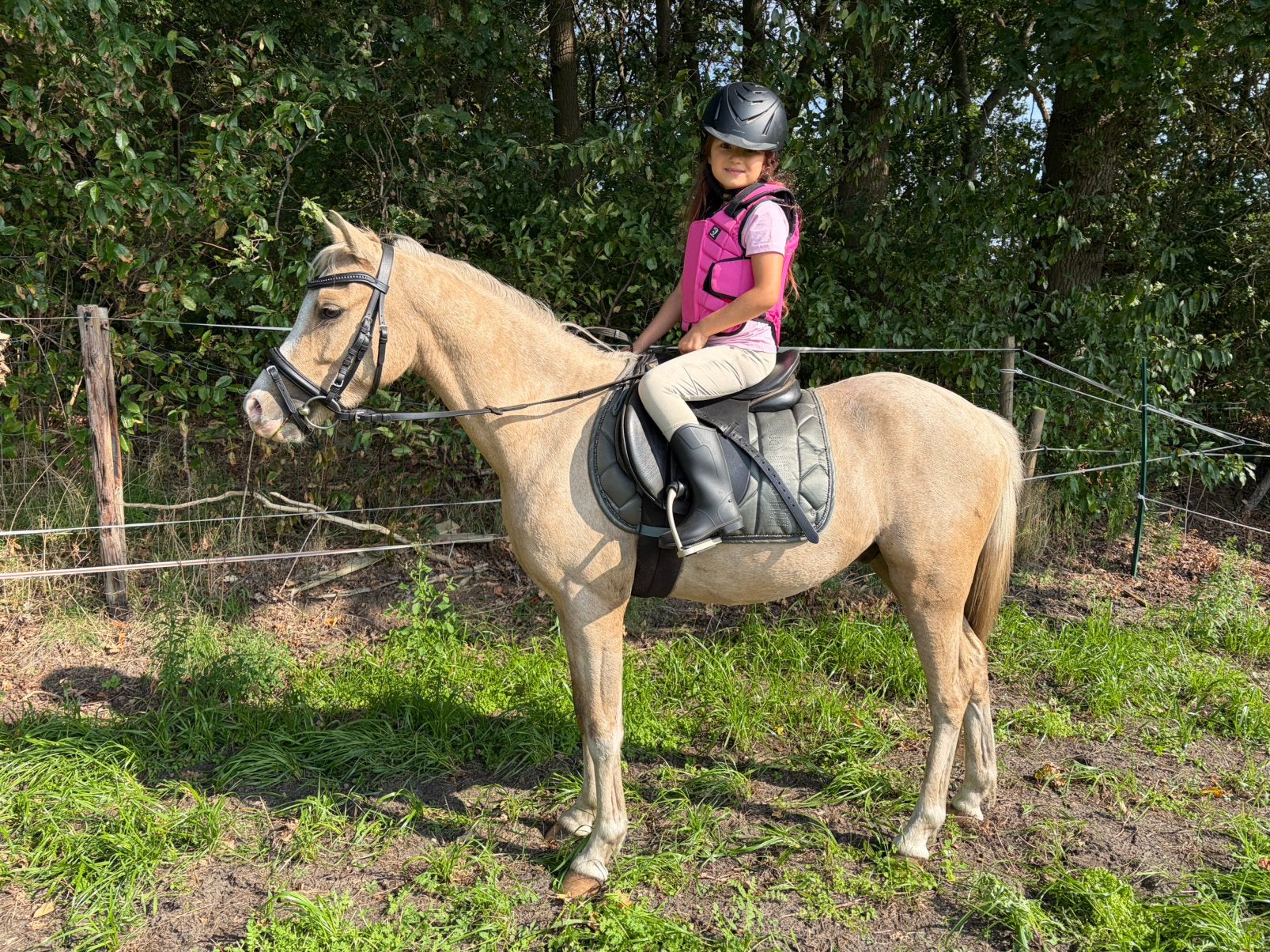 Très bon poney doré, Poney C (1.27 m à 1.37m), B, 3 à 6 ans, Hongre