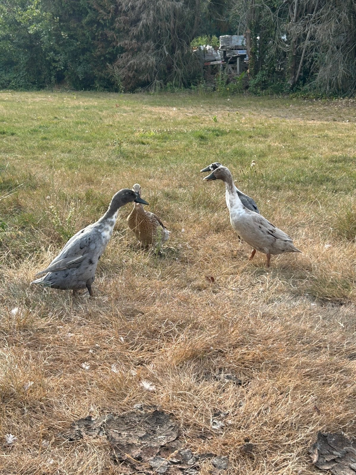 4 Indische loopeenden, Meerdere dieren, Eend