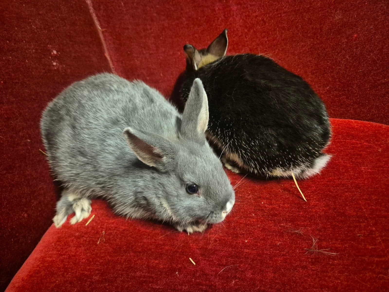 Schattige babykonijnen